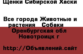Щенки Сибирской Хаски - Все города Животные и растения » Собаки   . Оренбургская обл.,Новотроицк г.